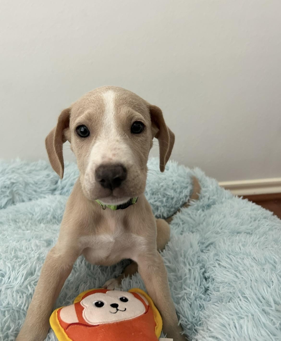 Enlarge Lotus, a Adoptable mixed breed in Bellingham, WA image 6/6