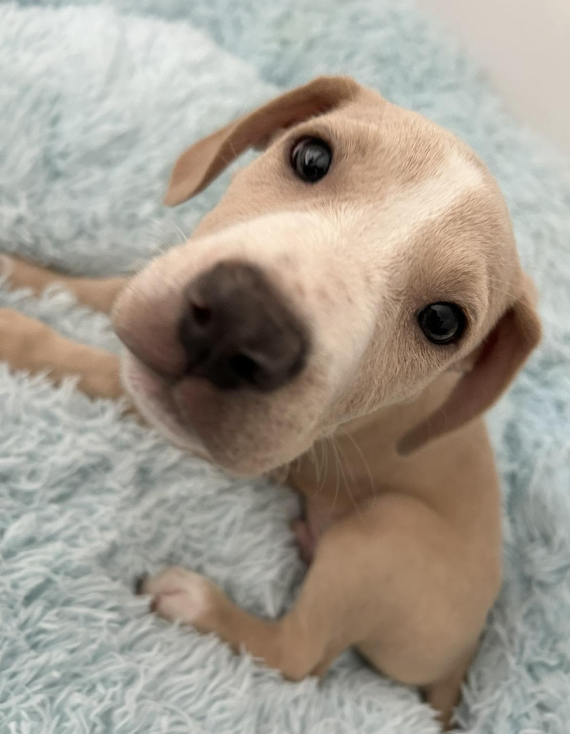 Enlarge Lotus, a Adoptable mixed breed in Bellingham, WA image 4/6