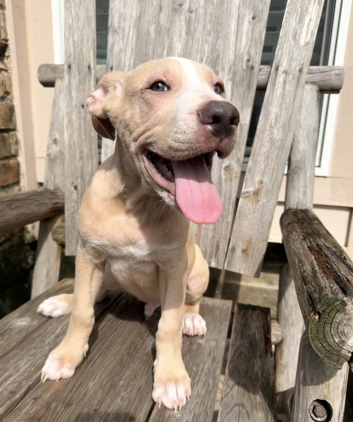 Enlarge Lotus, a Adoptable mixed breed in Bellingham, WA image 3/6