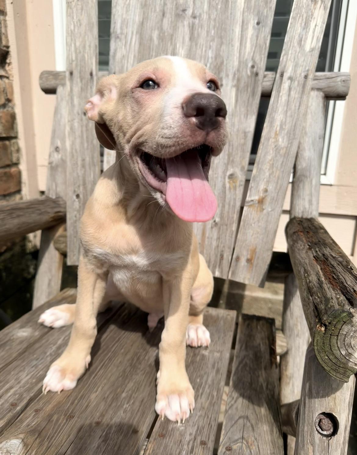 Enlarge Lotus, a Adoptable mixed breed in Bellingham, WA image 2/6