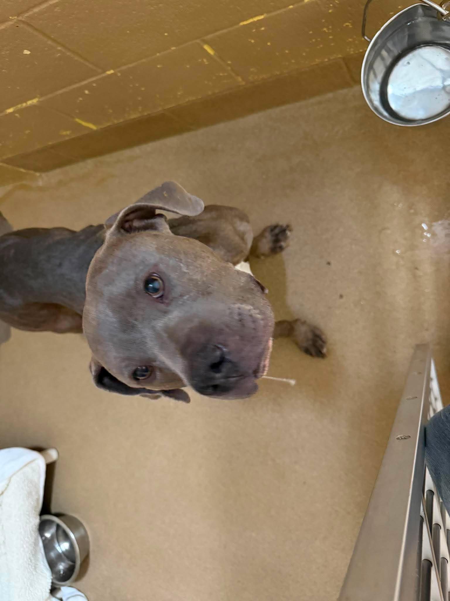 Blue, a ADOPTABLE mixed breed in Canon City, CO image 2/2