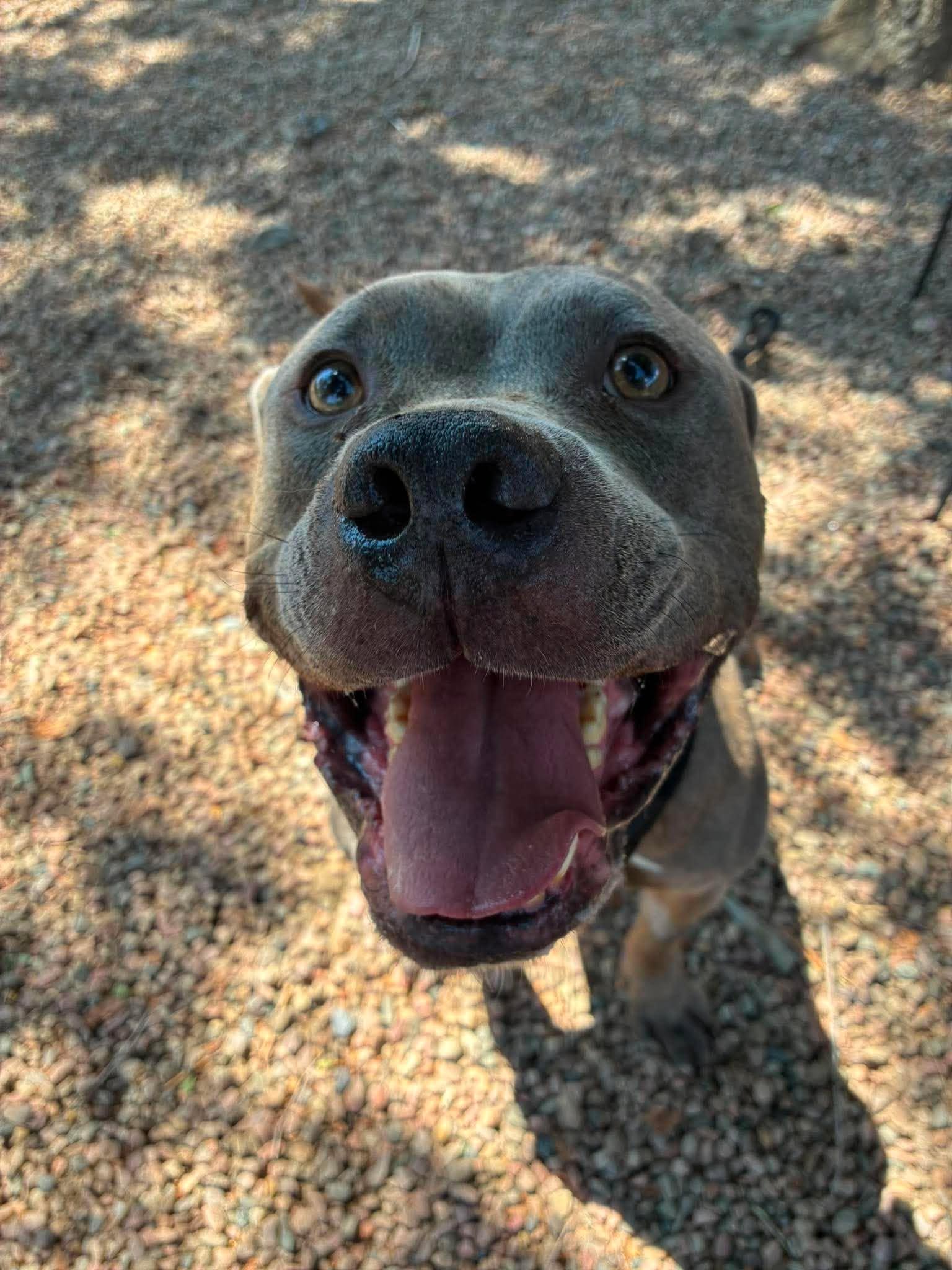 Blue, ADOPTABLE, Adult Male Mixed Breed.