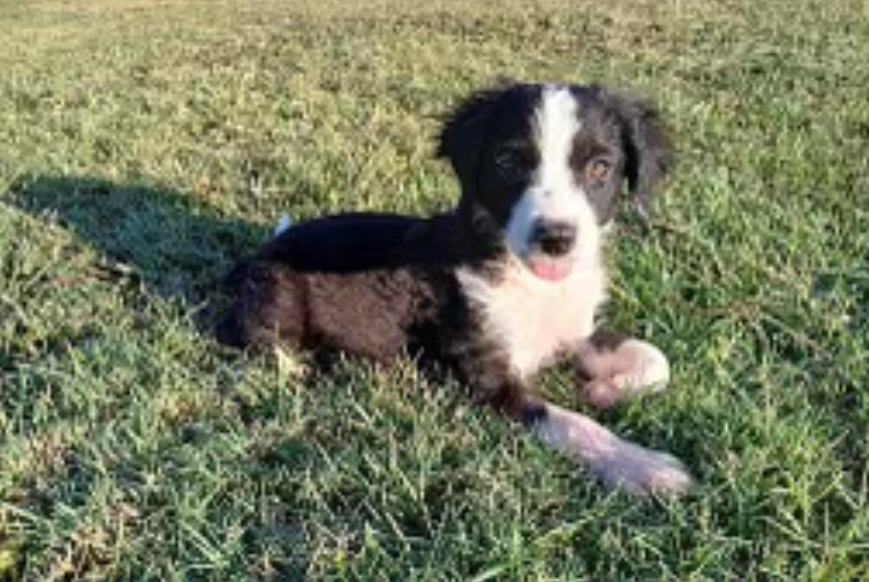 Dog for adoption Shrek, a Brittany Spaniel in Kenosha, WI Petfinder