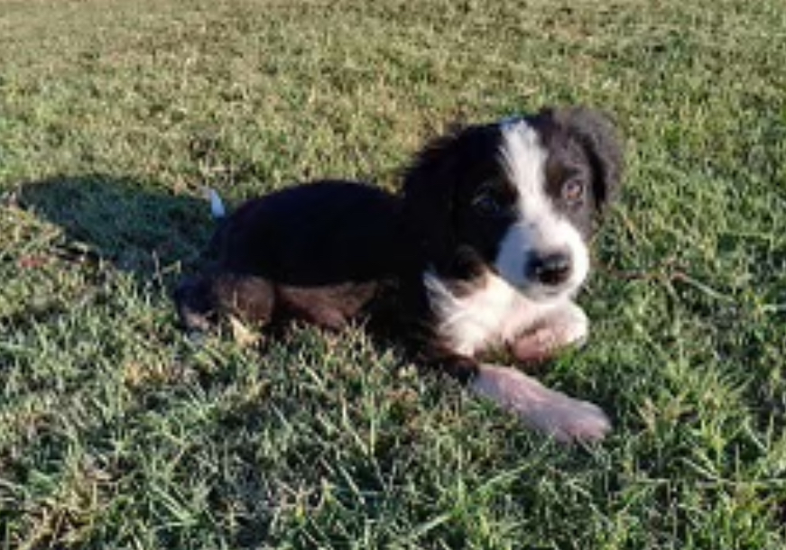 Dog for adoption Shrek, a Brittany Spaniel in Kenosha, WI Petfinder