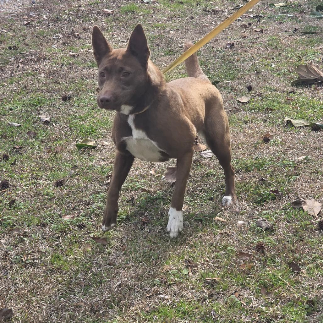 Loyalty, Adoptable, Young Female Mixed Breed.