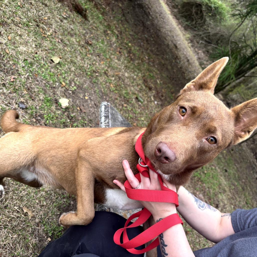 Enlarge Loyalty, a Adoptable Mixed Breed in Clanton, AL image 1/2