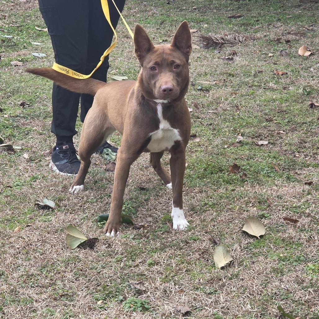Enlarge Loyalty, a Adoptable Mixed Breed in Clanton, AL image 3/4