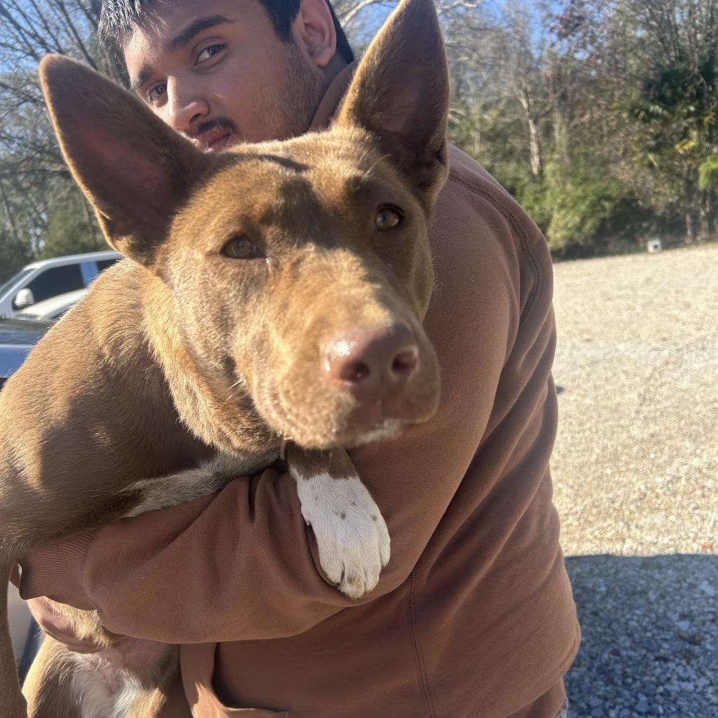 Enlarge Loyalty, a Adoptable Mixed Breed in Clanton, AL image 2/2