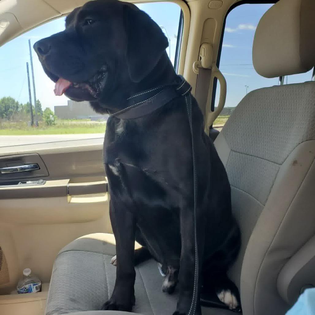 Clyde, Adoptable, Young Male Mastiff.