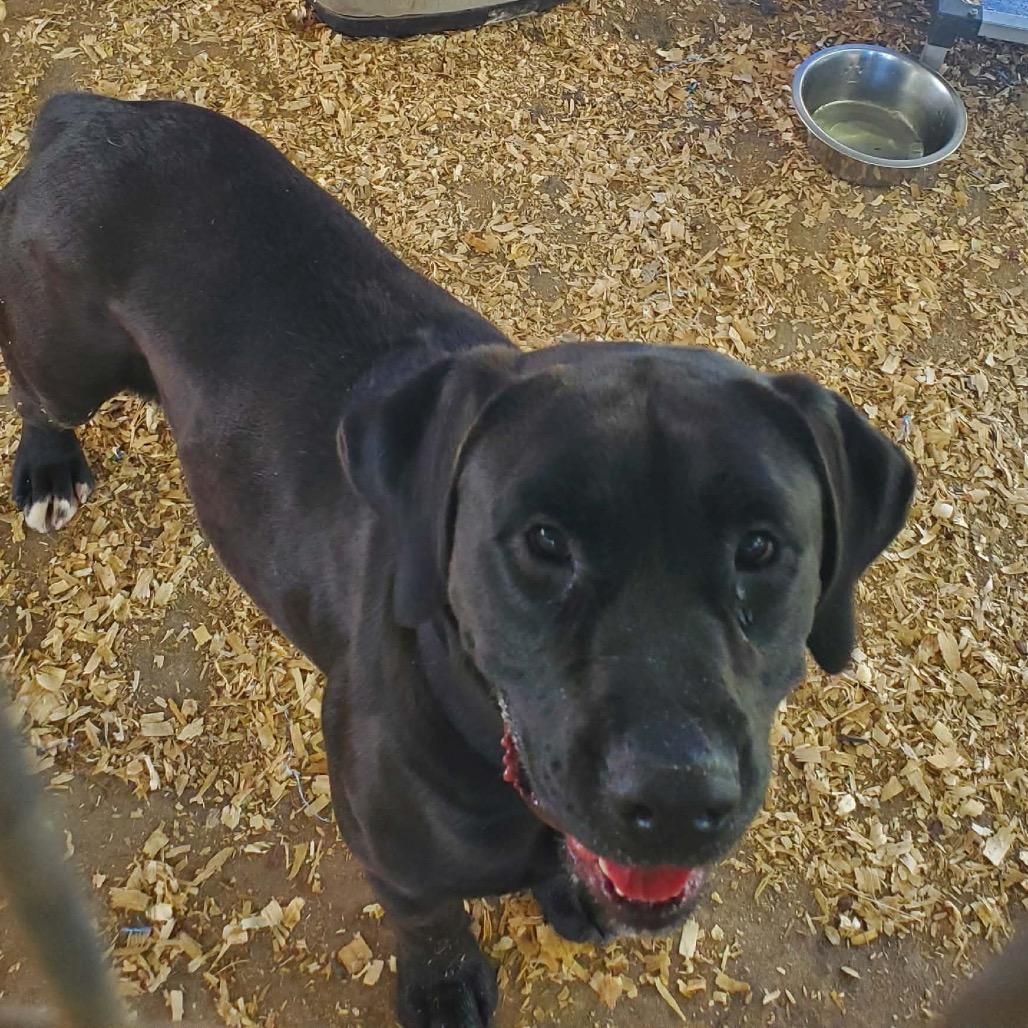Enlarge Clyde, a Adoptable Mastiff in Eufaula, AL image 2/2