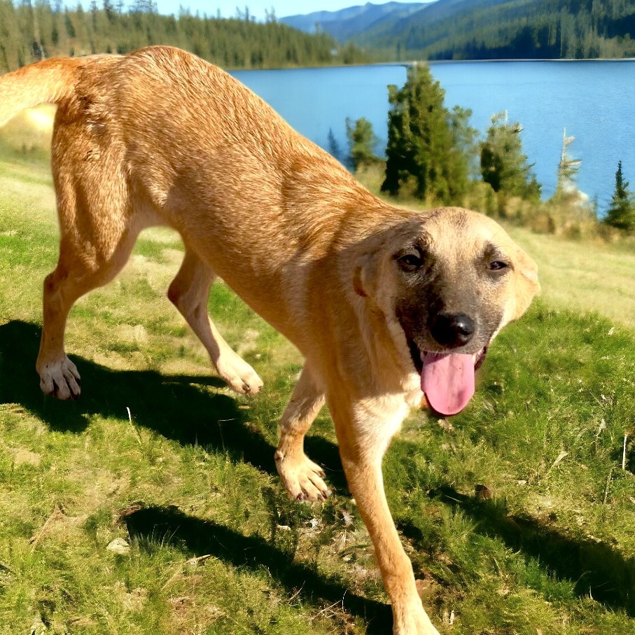 Dog for adoption Mara, a Mixed Breed in Encinitas, CA Petfinder