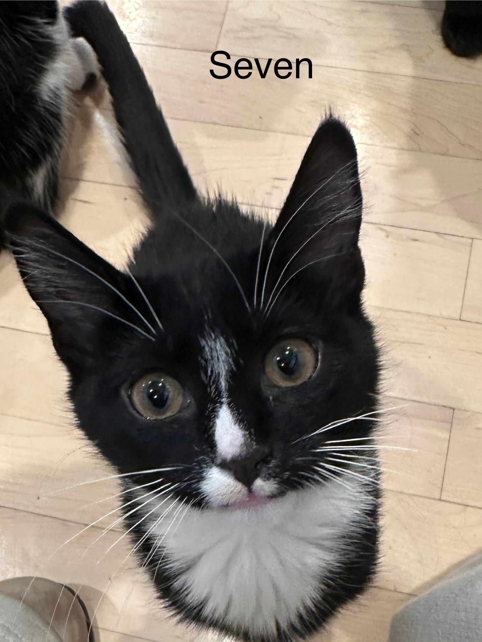 Enlarge Seven, a Adoptable Tuxedo in Woodbury, MN image 1/5