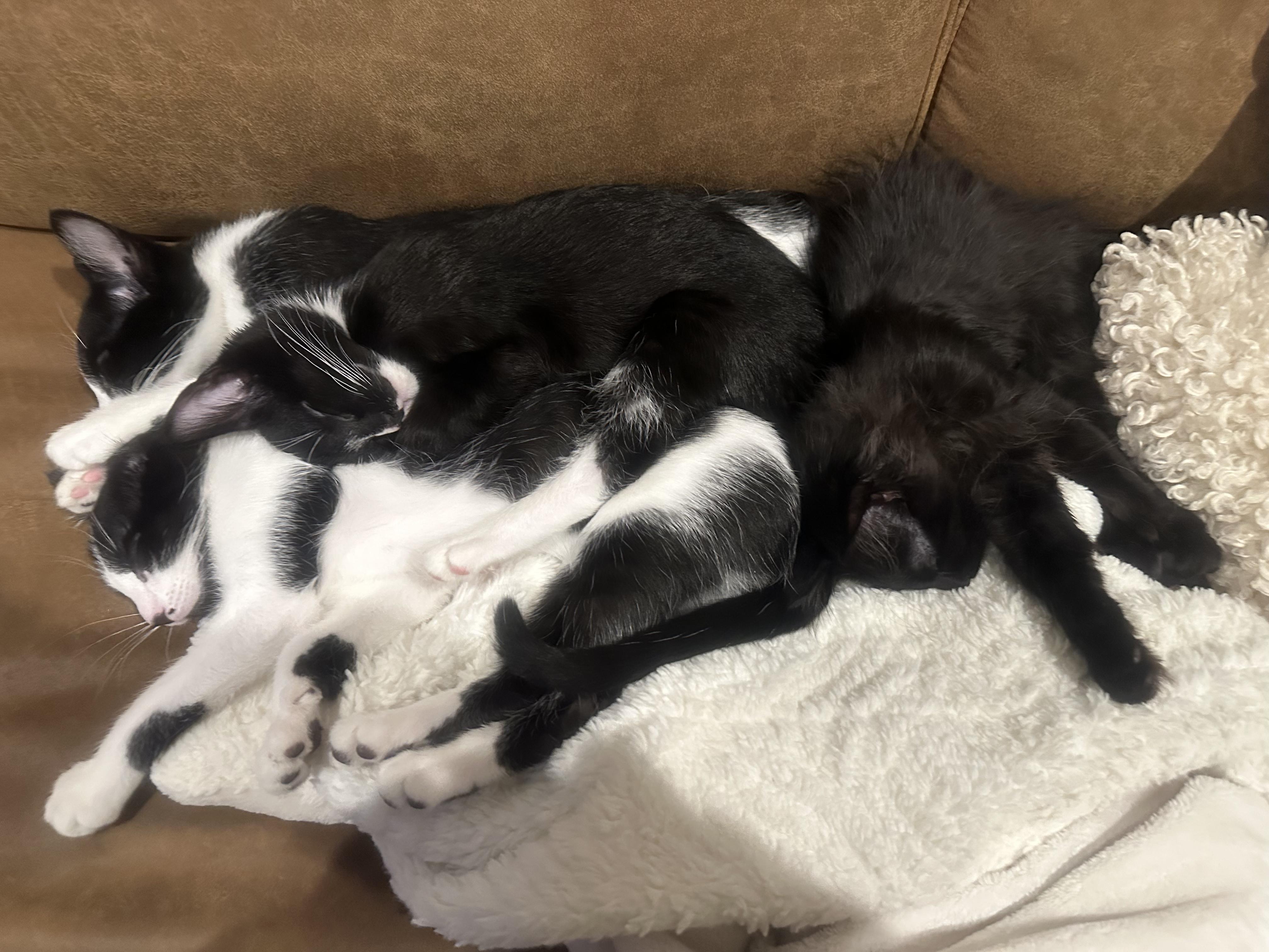 Enlarge Seven, a Adoptable Tuxedo in Woodbury, MN image 2/5