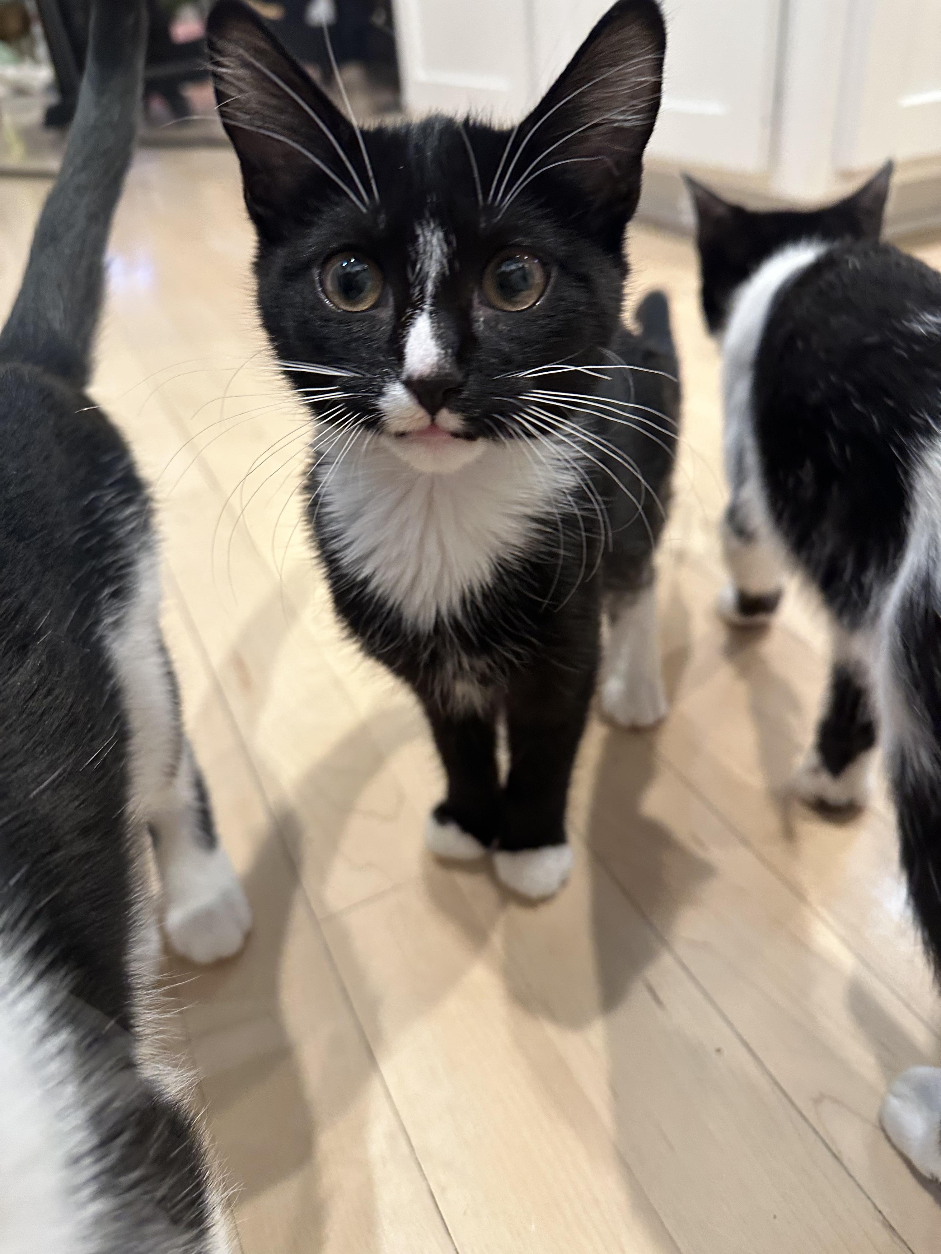 Enlarge Seven, a Adoptable Tuxedo in Woodbury, MN image 3/5