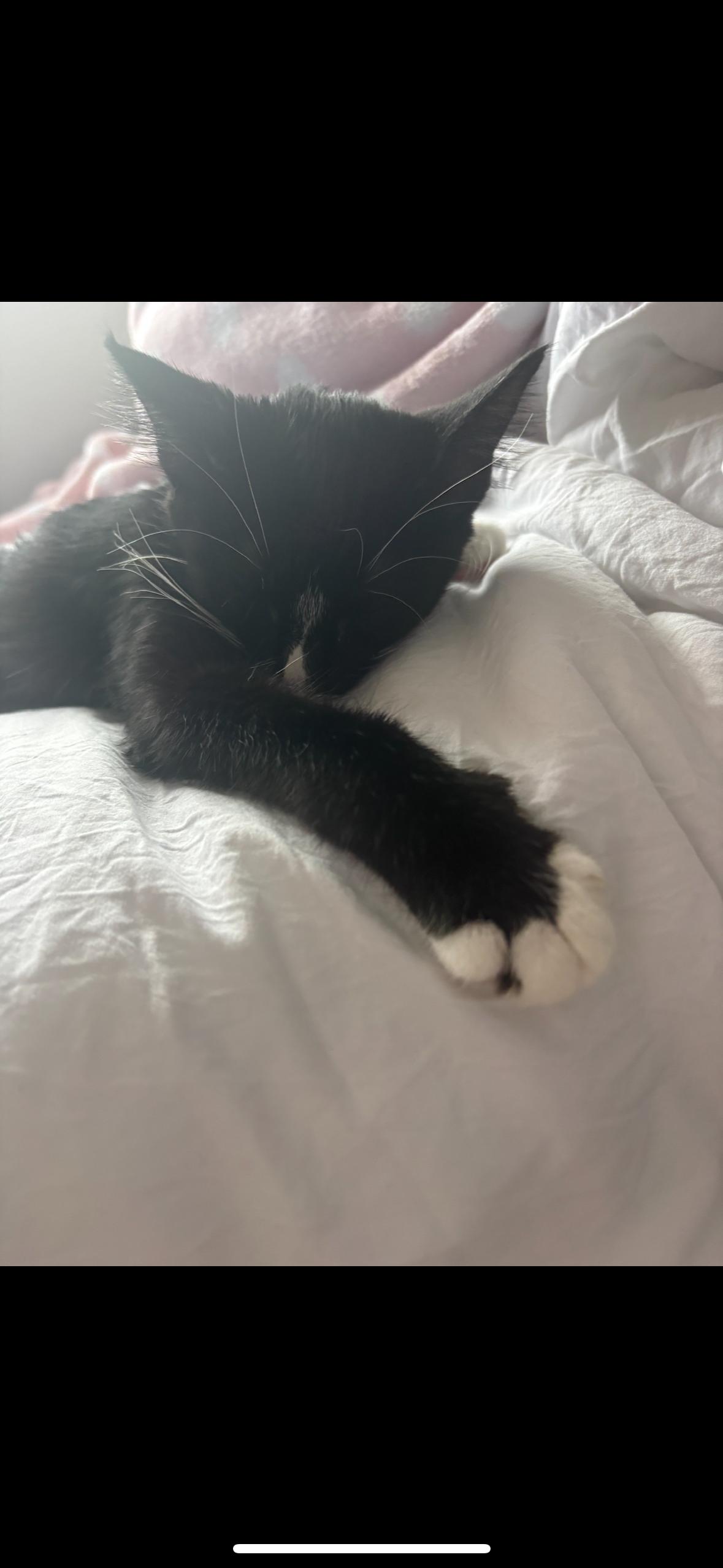 Enlarge Seven, a Adoptable Tuxedo in Woodbury, MN image 4/5