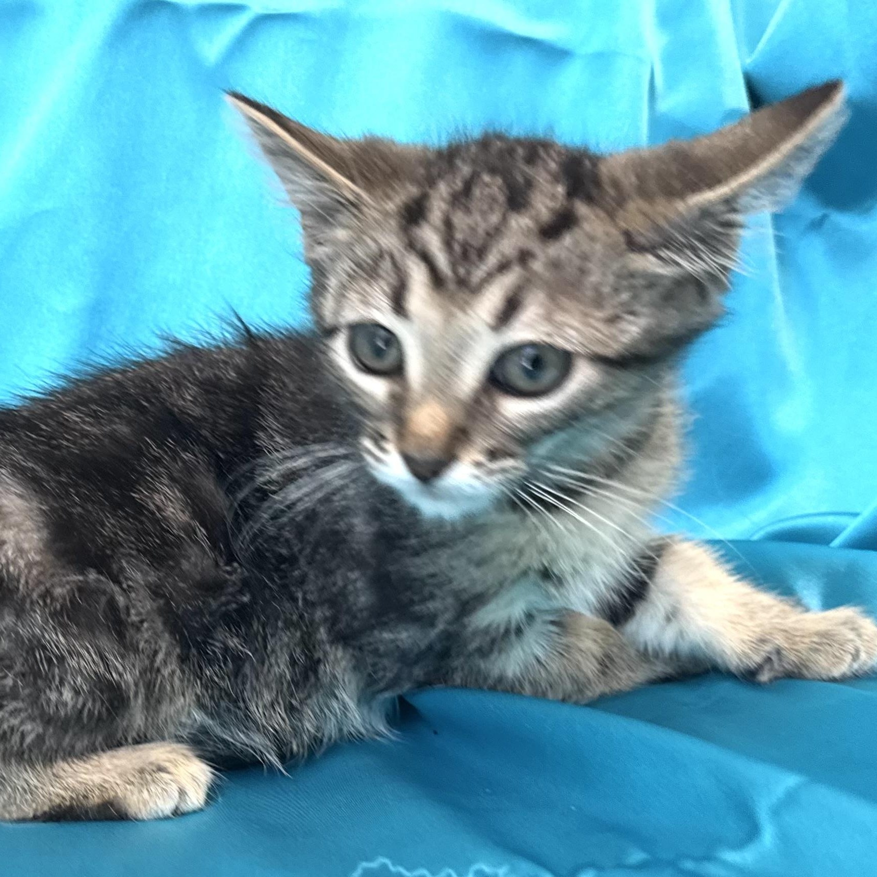 Enlarge Dusty -s, a ADOPTABLE mixed breed in Sequatchie, TN image 2/4