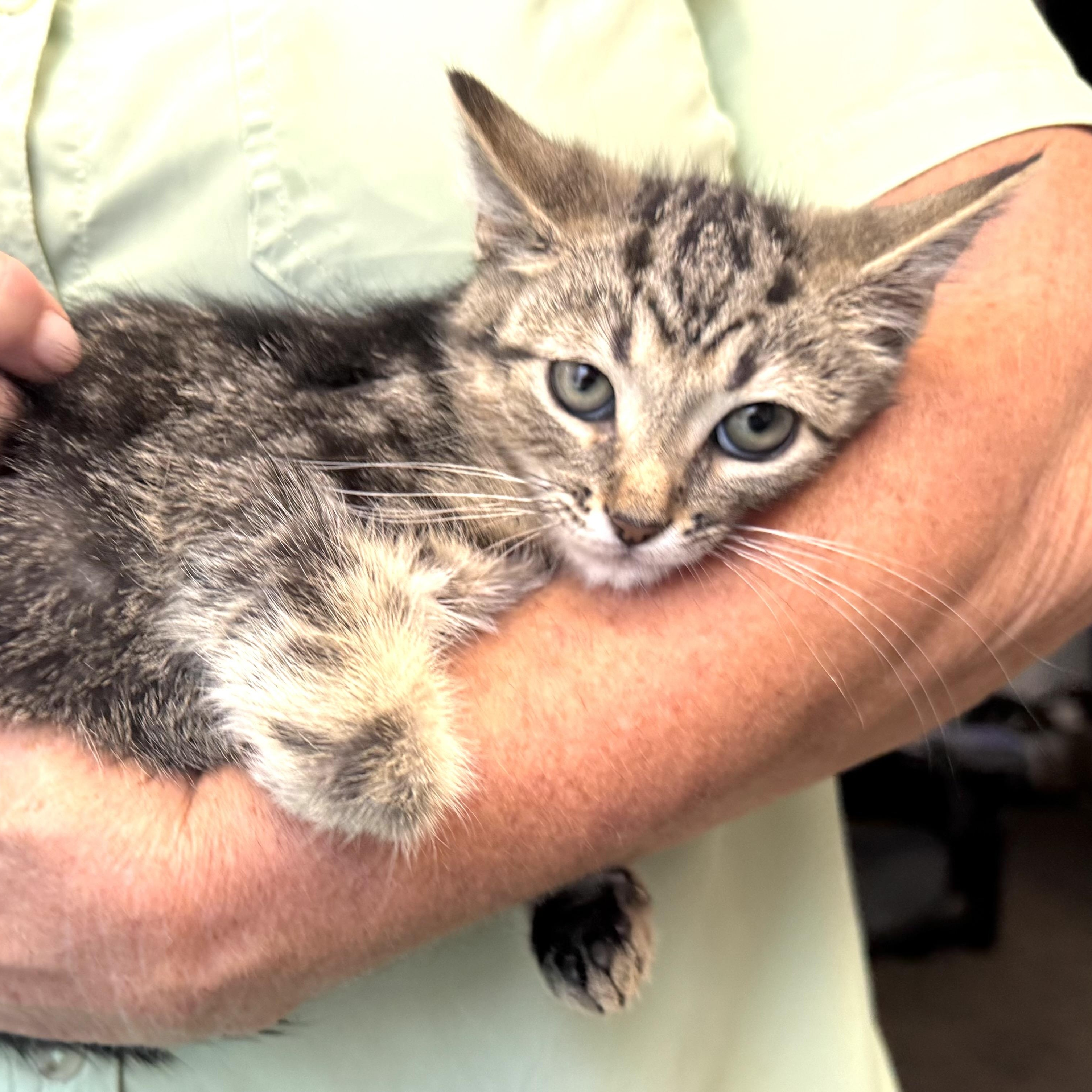 Enlarge Dusty -s, a ADOPTABLE mixed breed in Sequatchie, TN image 4/4