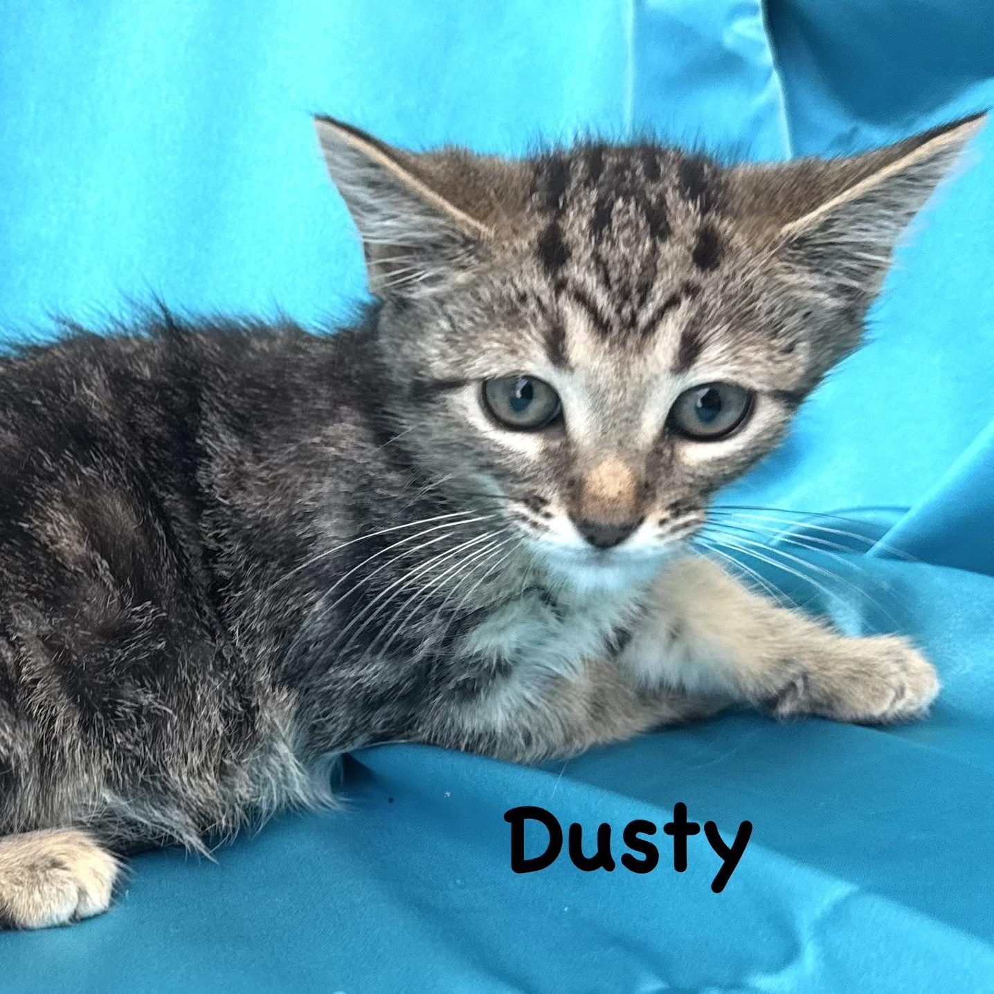 Dusty -s, ADOPTABLE, Kitten Male Domestic Medium Hair.