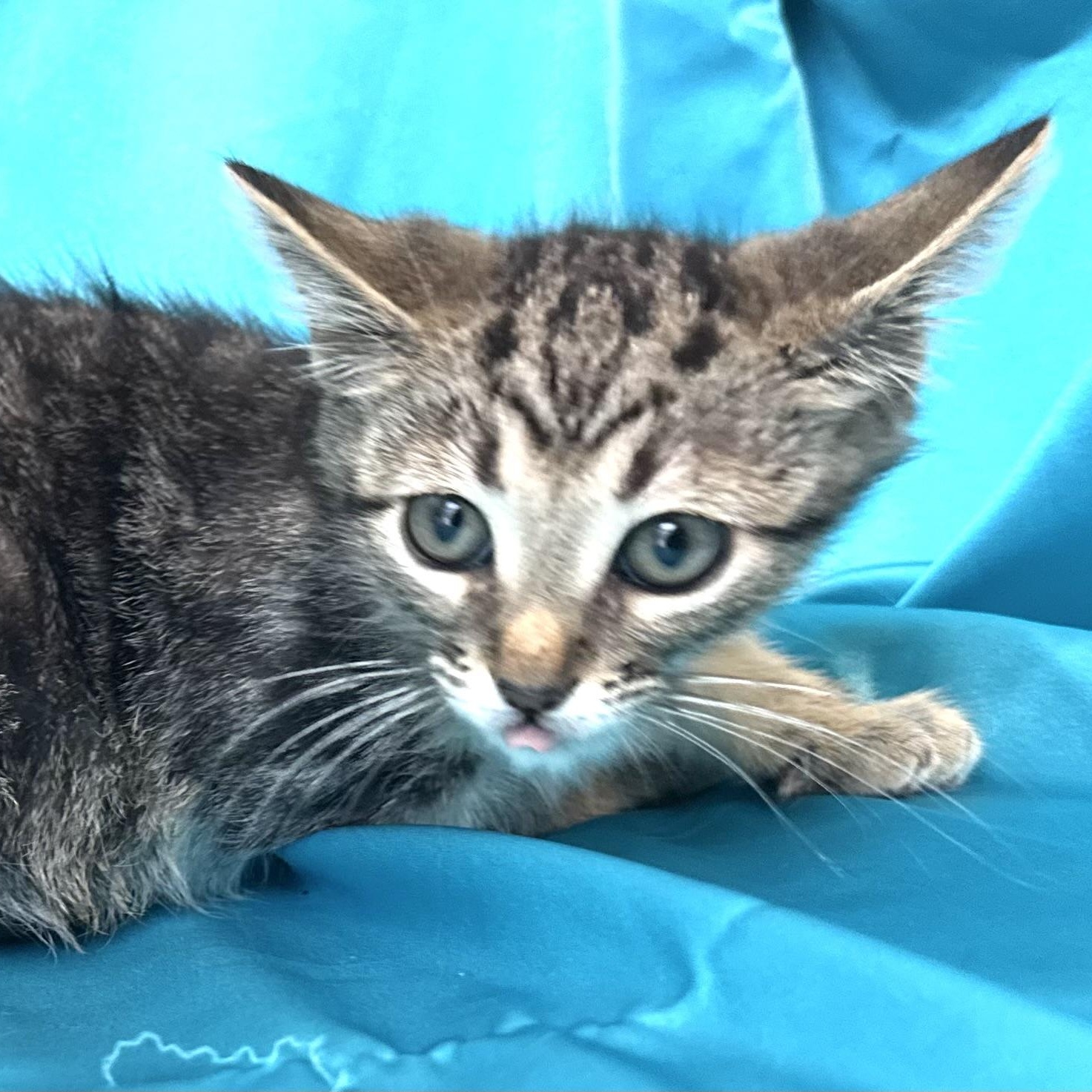 Enlarge Dusty -s, a ADOPTABLE mixed breed in Sequatchie, TN image 3/4
