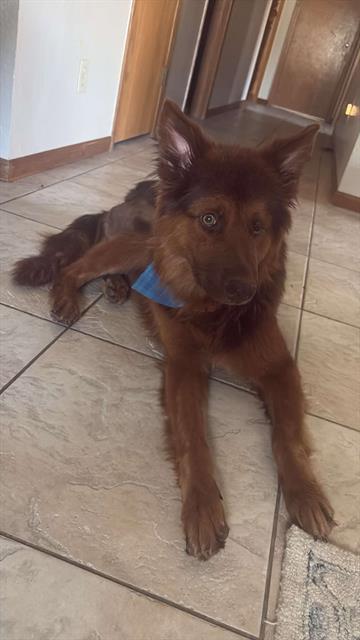 ODIN, Adoptable, Adult Male Chow Chow & Mixed Breed.