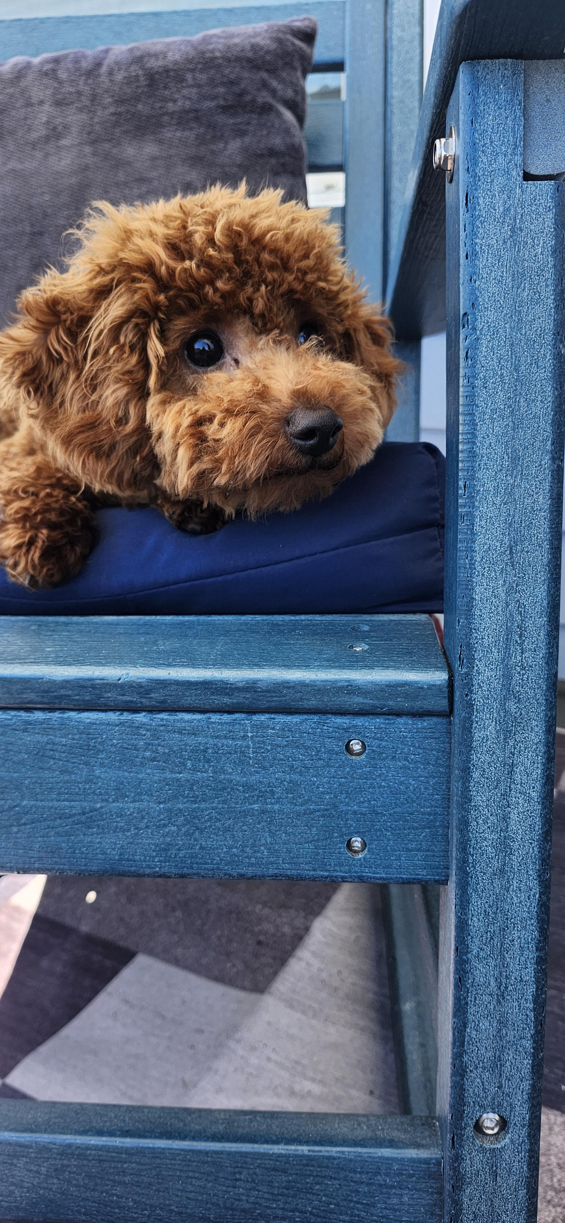 Cheeto, ADOPTABLE, Puppy Male Poodle (Toy).