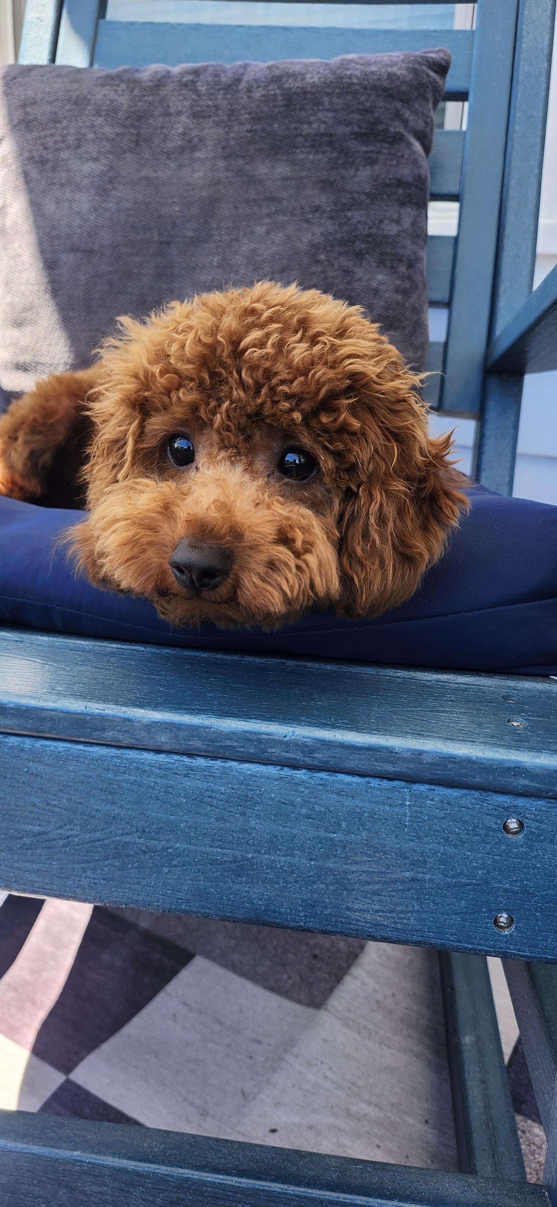Enlarge Cheeto, a ADOPTABLE Poodle (Toy) in Torrance, CA image 2/4