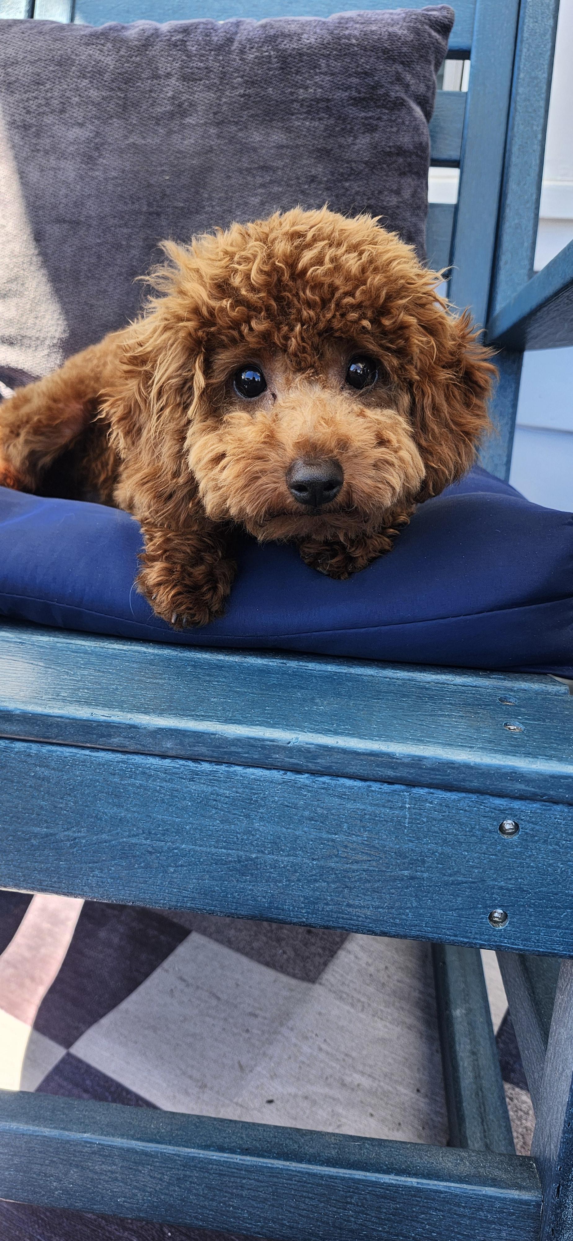 Enlarge Cheeto, a ADOPTABLE Poodle (Toy) in Torrance, CA image 3/4