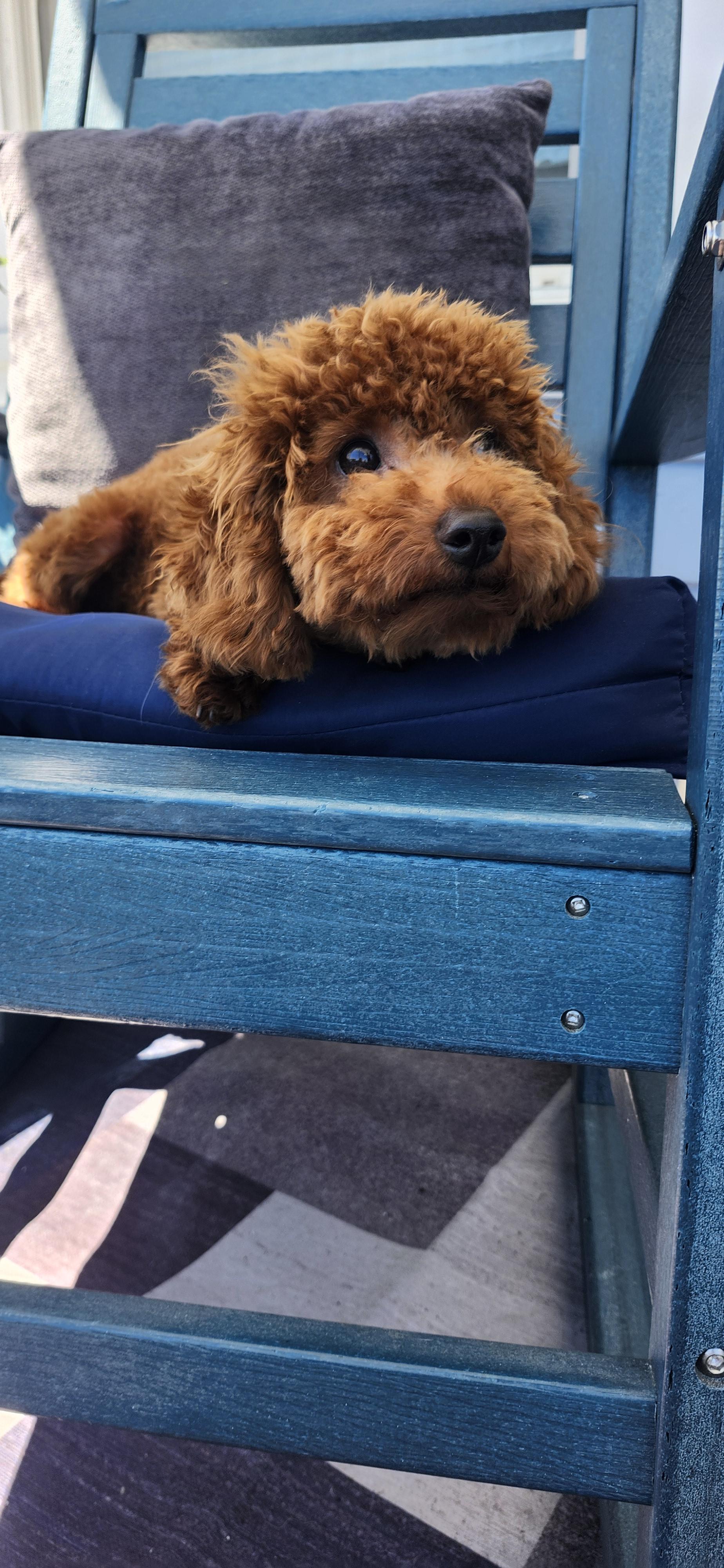 Enlarge Cheeto, a ADOPTABLE Poodle (Toy) in Torrance, CA image 4/4