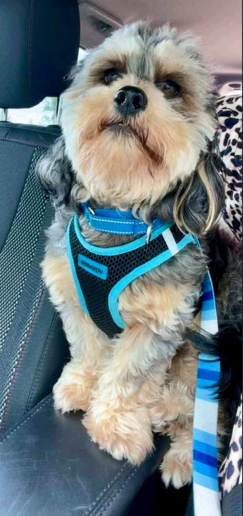Enlarge Mick-shihtzu/Yorkie (PARTIALLY SPONSORED FEE), a Adoptable mixed breed in Hamburg, NY image 6/6