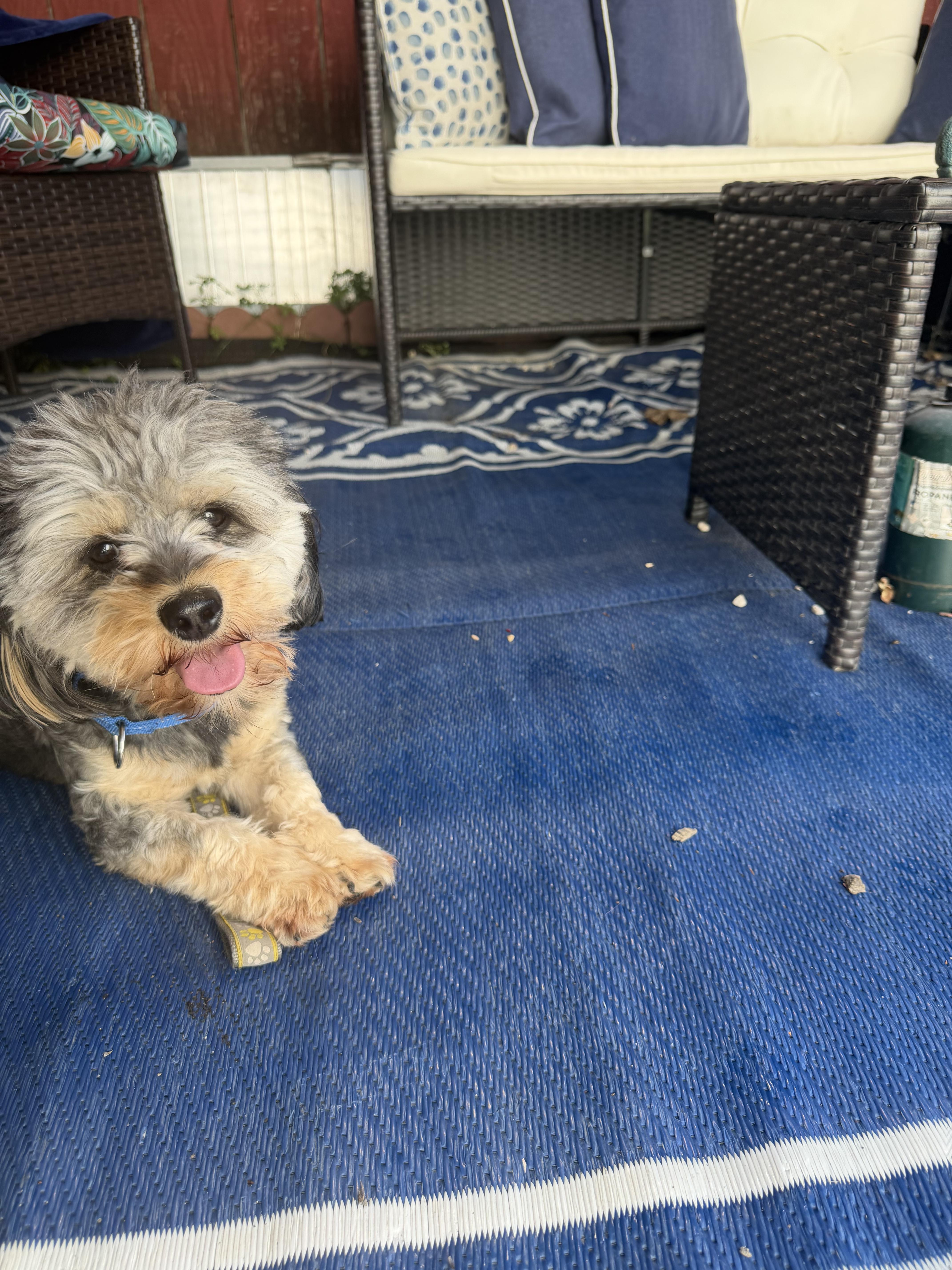 Enlarge Mick-shihtzu/yorkshire terrier mix, a ADOPTABLE mixed breed in Hamburg, NY image 2/3