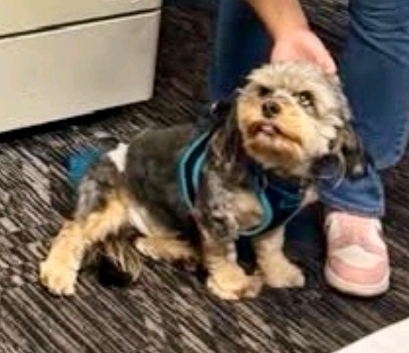 Enlarge Mick-shihtzu/Yorkie (PARTIALLY SPONSORED FEE), a Adoptable mixed breed in Hamburg, NY image 4/6