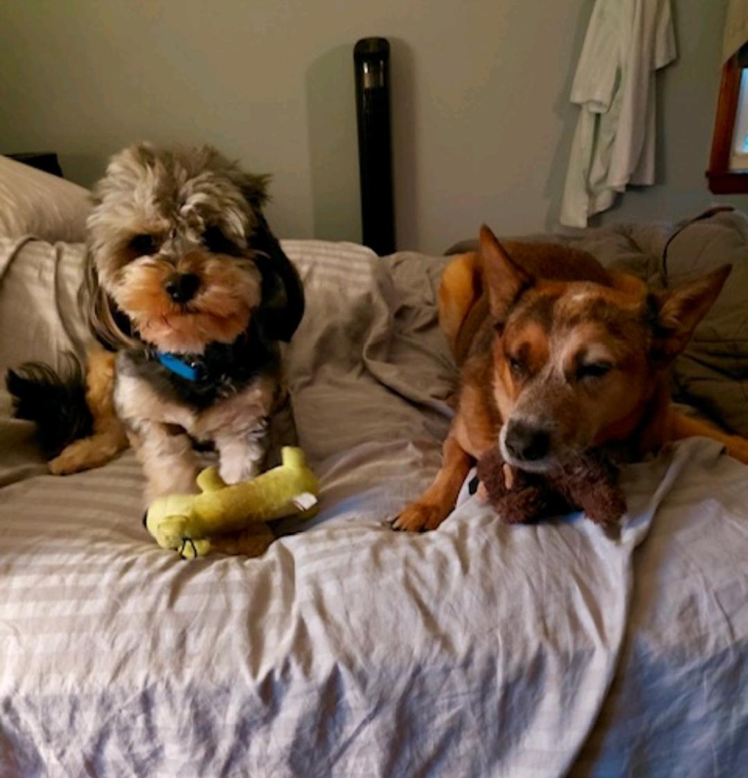 Enlarge Mick-shihtzu/Yorkie (PARTIALLY SPONSORED FEE), a Adoptable mixed breed in Hamburg, NY image 5/6