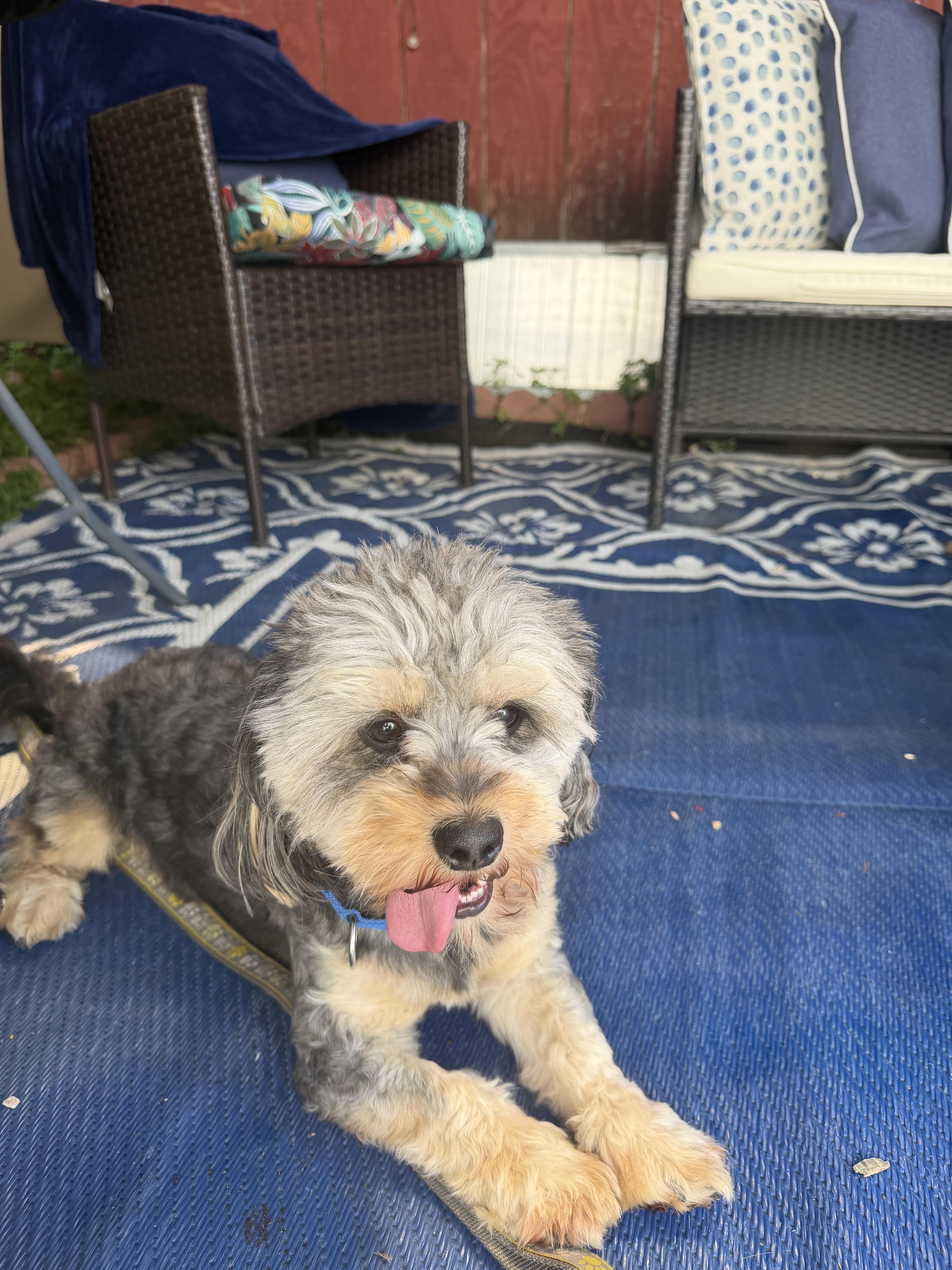 Enlarge Mick-shihtzu/yorkshire terrier mix, a ADOPTABLE mixed breed in Hamburg, NY image 3/3