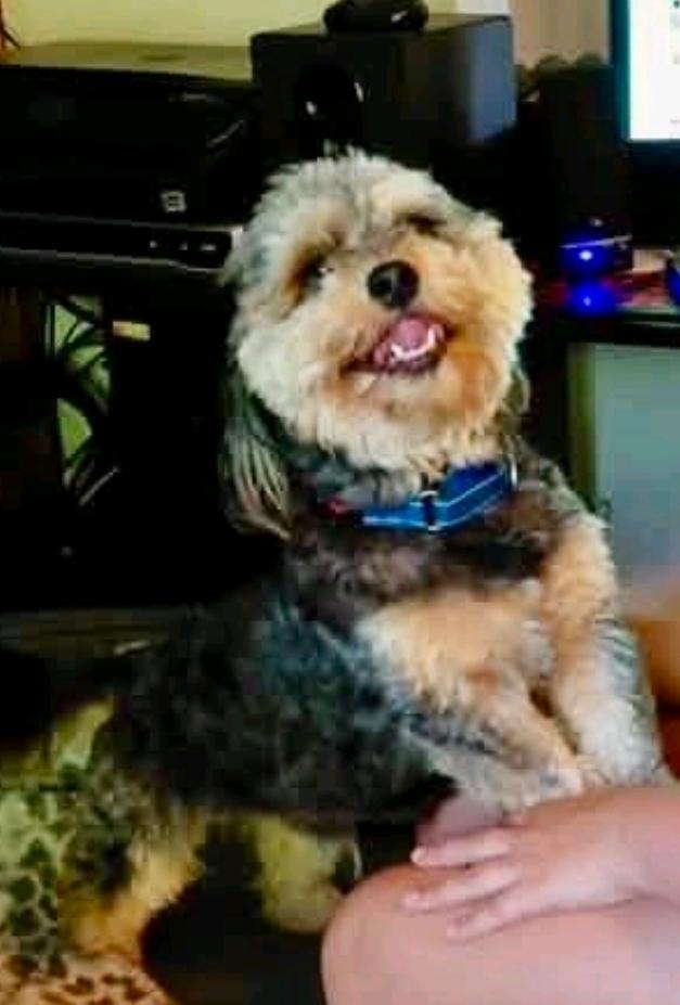 Enlarge Mick-shihtzu/Yorkie (PARTIALLY SPONSORED FEE), a Adoptable mixed breed in Hamburg, NY image 2/6