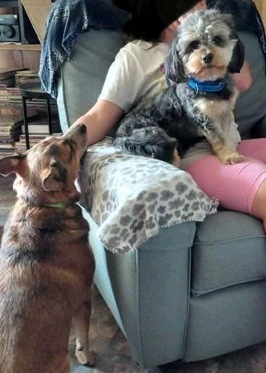 Enlarge Mick-shihtzu/Yorkie (PARTIALLY SPONSORED FEE), a Adoptable mixed breed in Hamburg, NY image 2/6