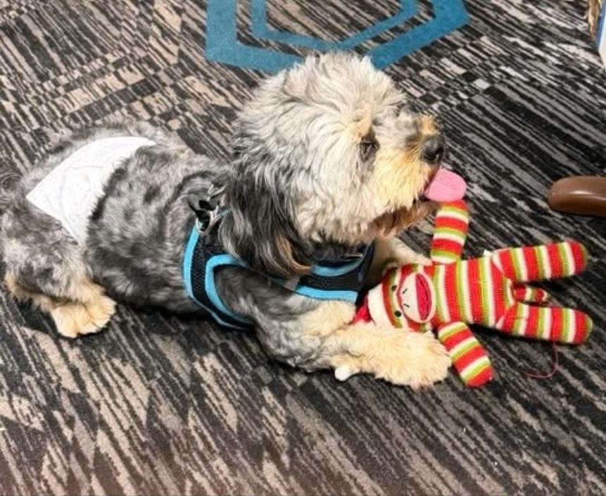 Enlarge Mick-shihtzu/Yorkie (PARTIALLY SPONSORED FEE), a Adoptable mixed breed in Hamburg, NY image 3/6