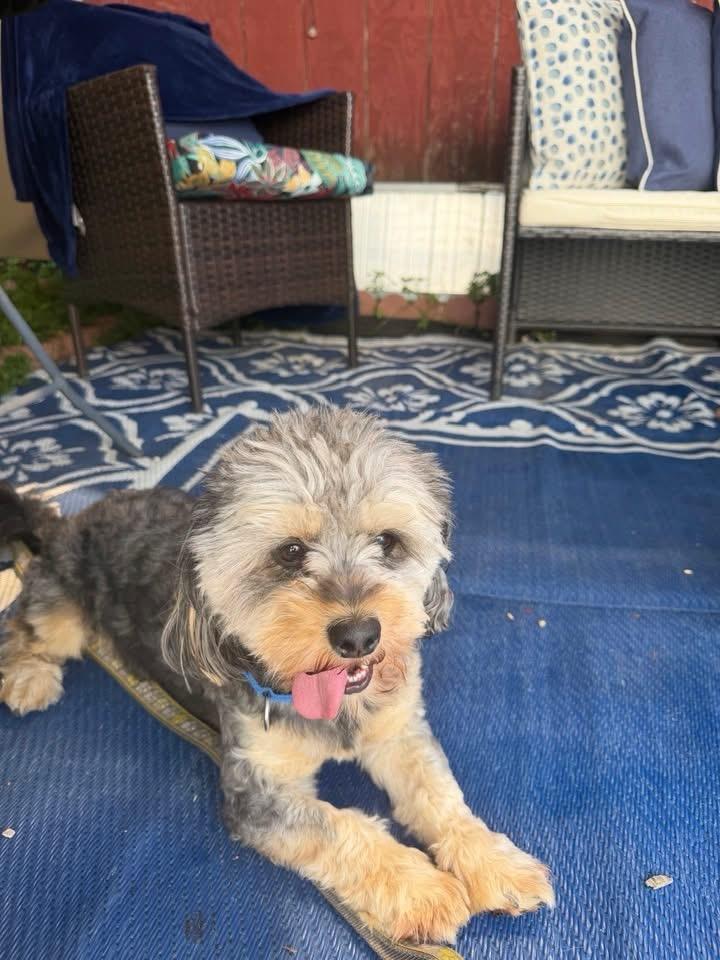 Mick-shihtzu/yorkshire terrier mix, ADOPTABLE, Young Male Shih Tzu & Yorkshire Terrier.