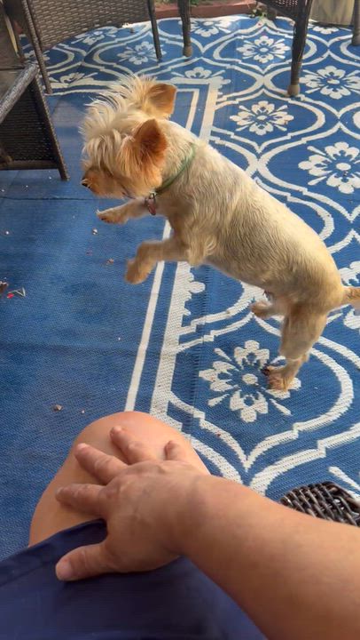 Enlarge Mick-shihtzu/Yorkie (PARTIALLY SPONSORED FEE), a Adoptable mixed breed in Hamburg, NY video 5/6