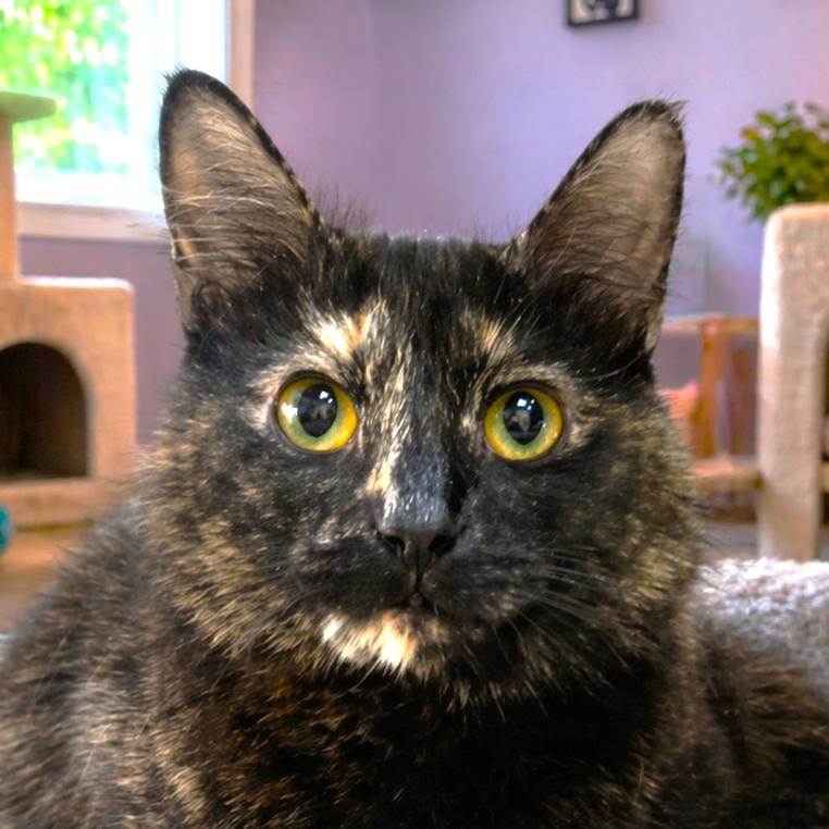 JUICY (FRUIT), Adoptable, Young Female Tortoiseshell.