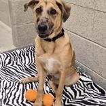 Harlow, Adoptable, Young Female Australian Shepherd & Labrador Retriever.