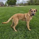 Harlow, a Adoptable mixed breed in Woodstock, IL image 2/6