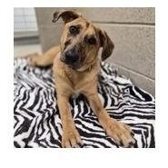 Harlow, a Adoptable mixed breed in Woodstock, IL image 3/6