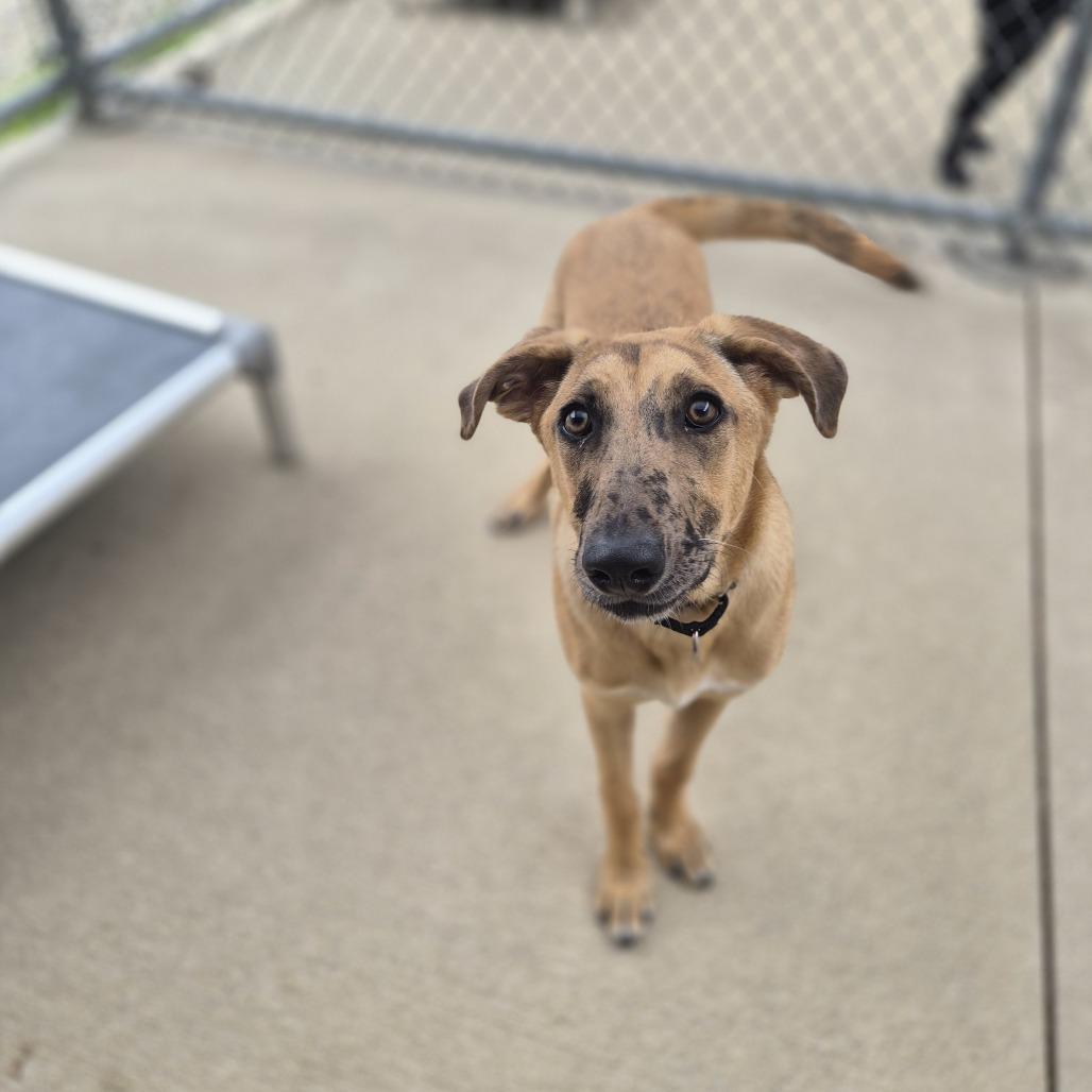 Harlow, a Adoptable mixed breed in Woodstock, IL image 4/6