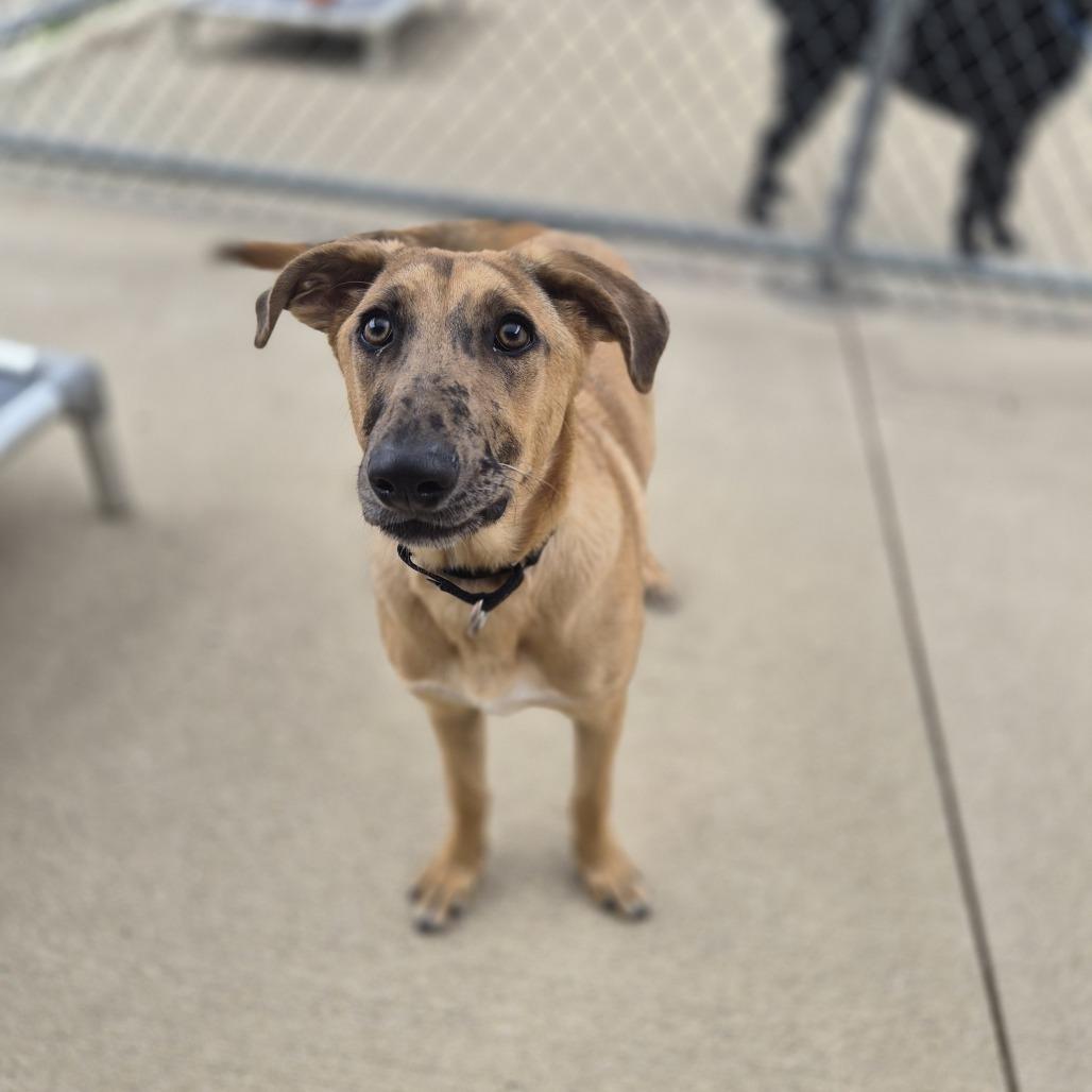 Harlow, a Adoptable mixed breed in Woodstock, IL image 5/6