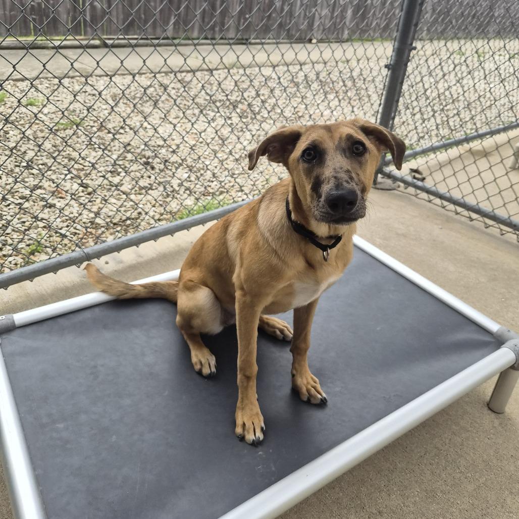 Harlow, a Adoptable mixed breed in Woodstock, IL image 6/6