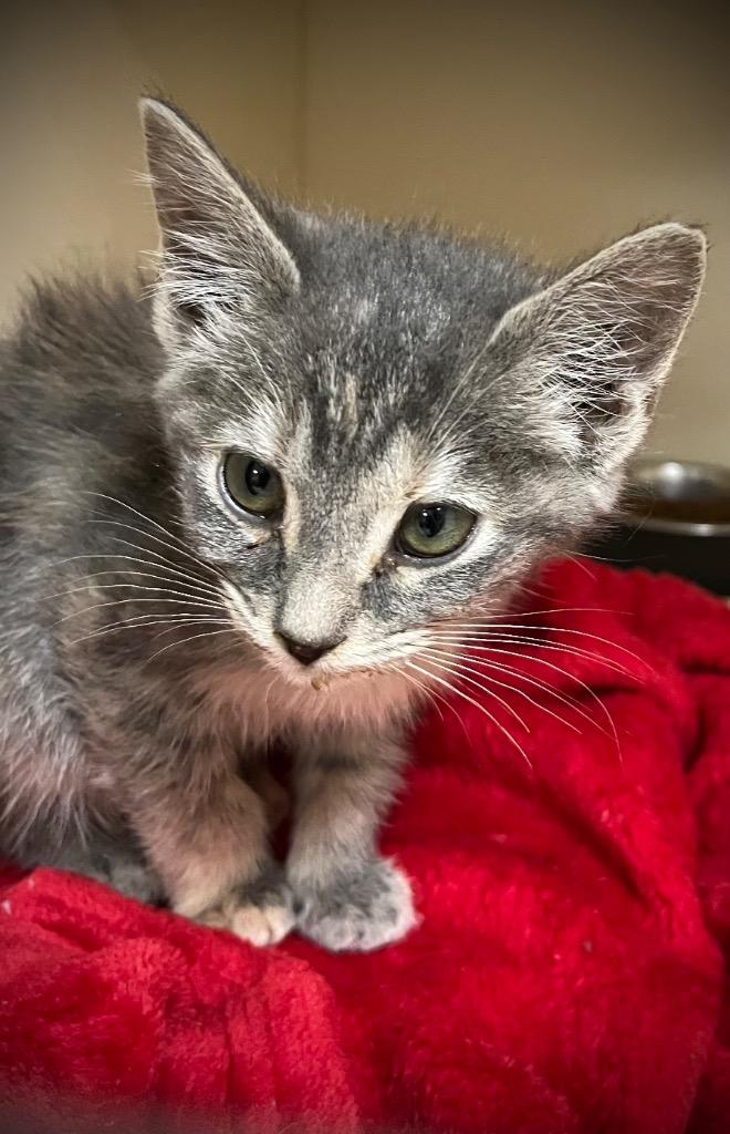 Jonquil, Adoptable, Kitten Female Domestic Short Hair.