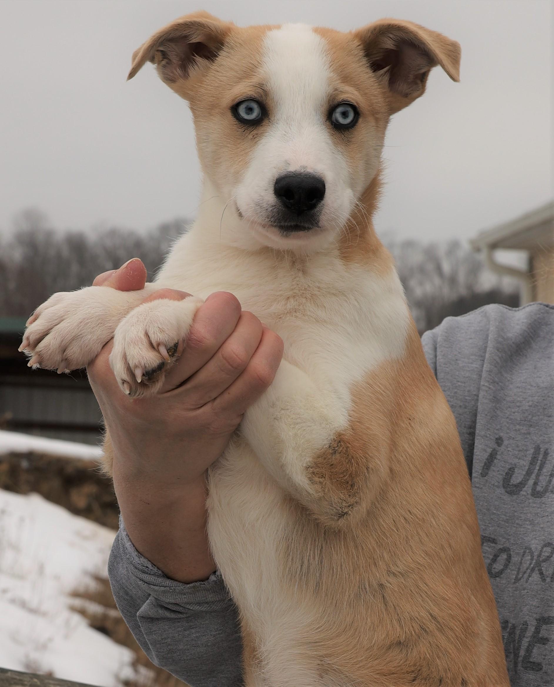 Enlarge Ivan-Available 3/1@Petsmart! www.lhar.dog to apply! , an adoptable mixed breed in Frederick, MD image 3/5