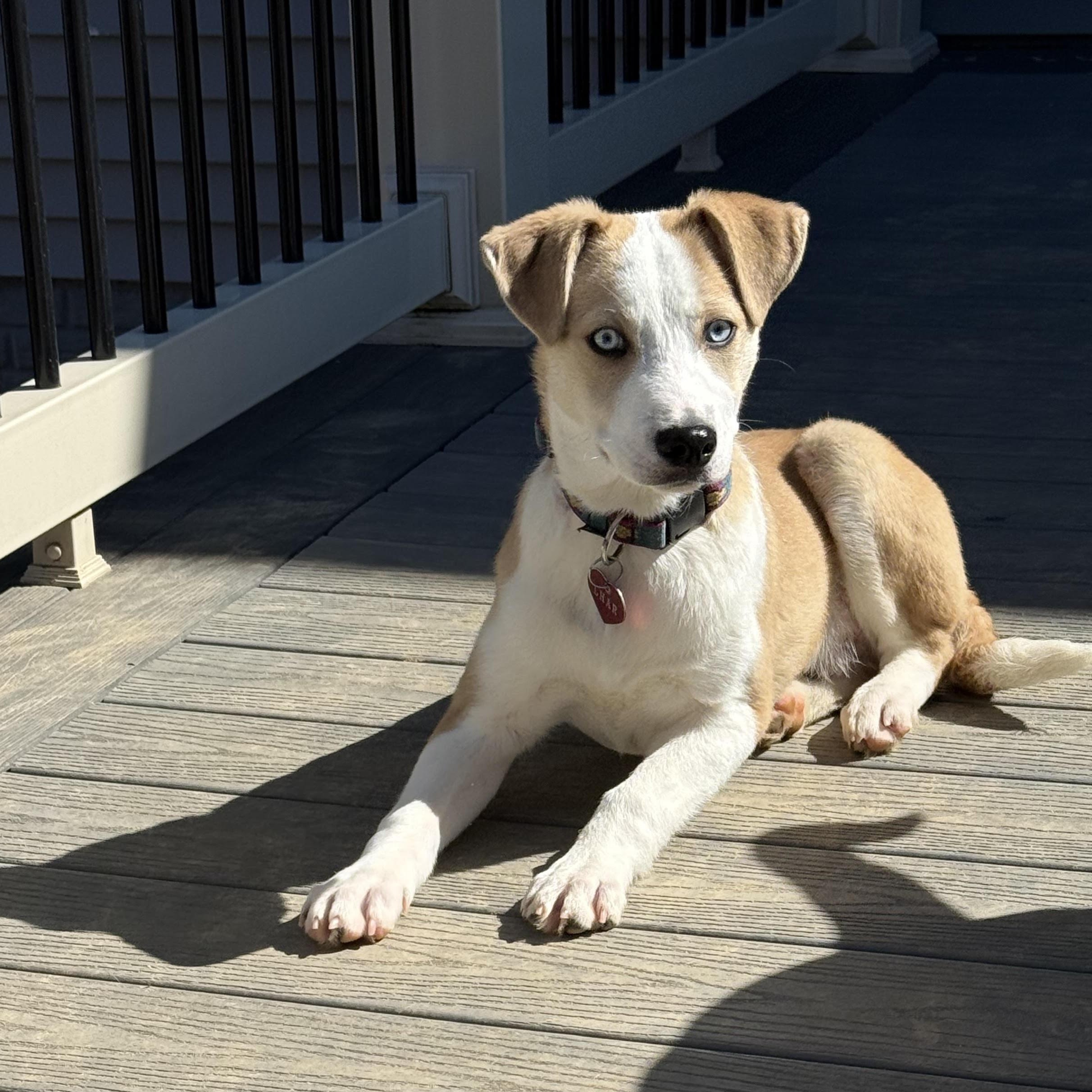 Ivan-Available! www.lhar.dog to apply! , adoptable, Puppy Male Collie & Husky.