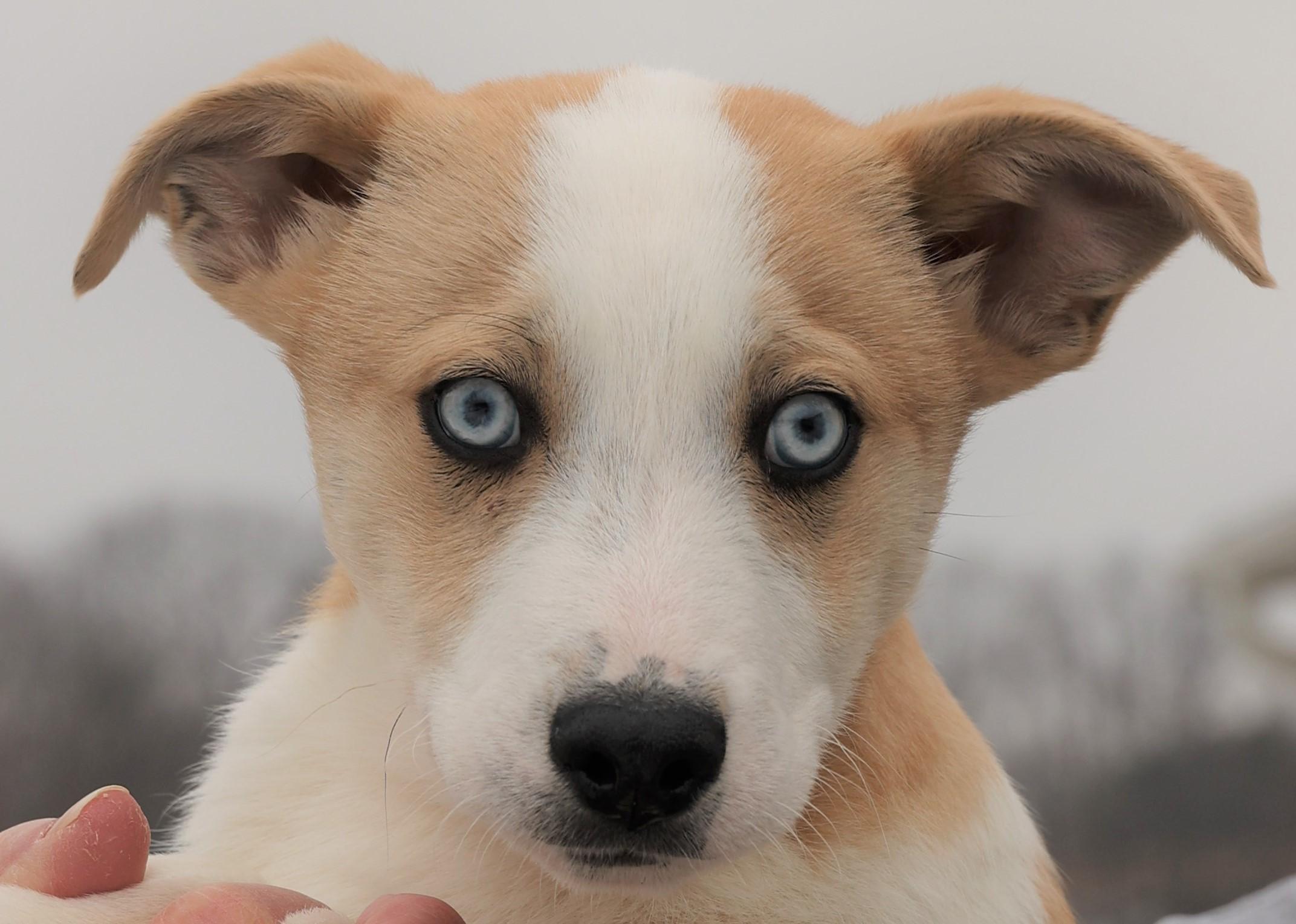 Enlarge Ivan-Available 3/1@Petsmart! www.lhar.dog to apply! , an adoptable mixed breed in Frederick, MD image 2/5