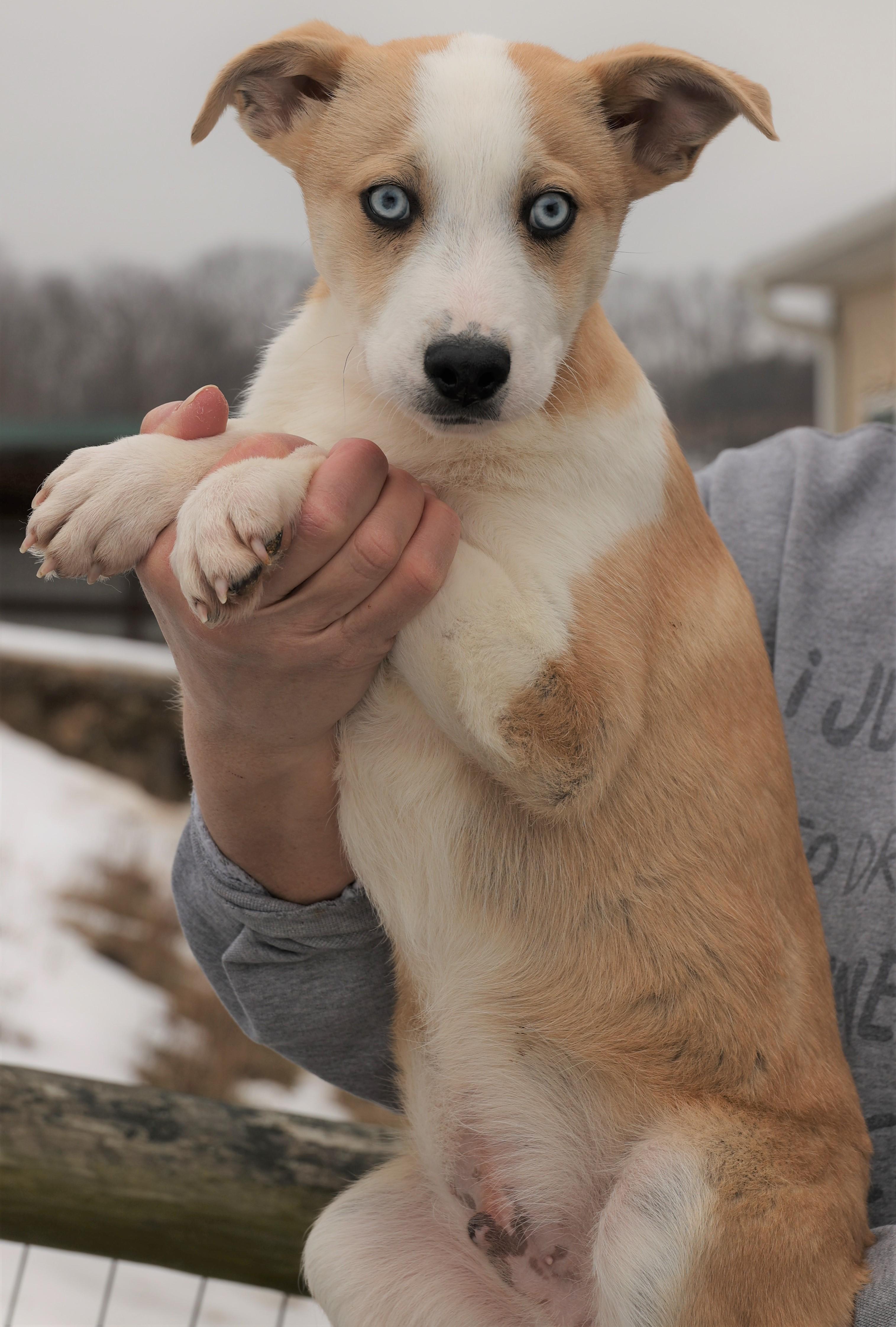 Enlarge Ivan-Available 3/1@Petsmart! www.lhar.dog to apply! , an adoptable mixed breed in Frederick, MD image 4/5